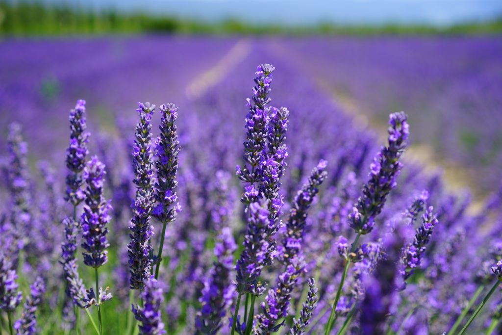 aroma blooming lavender